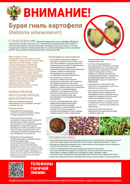 Бурая гниль картофеля (Ralstonia solanacerium)